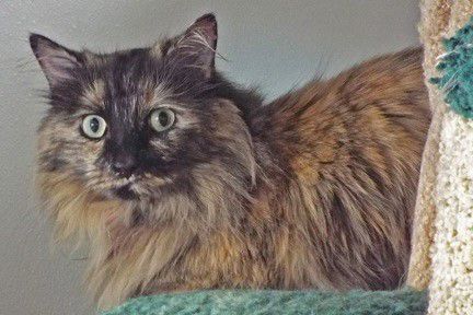 Adopt a friend: Sophia